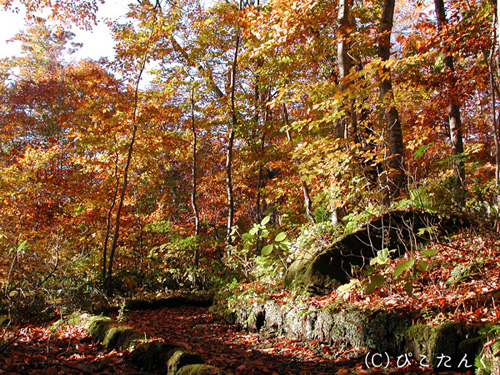 紅葉の蔦沼 沼めぐりの小路