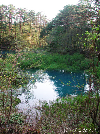 青沼